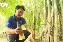 Le jeune membre du Parti, Tho Van Lien, d’ethnie Cham, avec son modèle de culture du bambou pour la récolte des jeunes pousses de bambou. Photo : VOV.