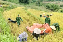 La saison dorée, symbole de l’attachement entre soldats et habitants aux confins frontaliers de Son La. Photo : VOV.