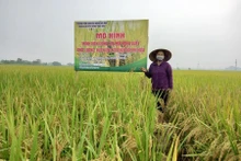Modèle de culture de nouvelles variétés de riz, à haut rendement et de qualité, adaptées au changement climatique à Ung Hoa. Photo : hanoimoi.vn
