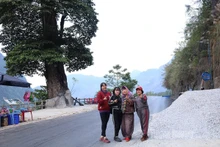 L’« arbre solitaire » de Can Ty, dressé au cœur du paysage rocheux, est devenu un point de check-in familier des visiteurs lors de leur exploration du plateau karstique de Dong Van.