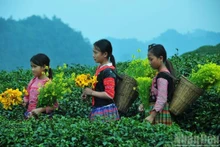 Les enfants issus des minorités ethniques à Moc Chau. Photo : nhandan.vn