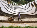 [Photos] Les rizières en terrasses de Mu Cang Chai. Photo : vnexpress.net
