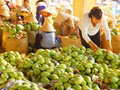 Les mangues de Dông Tháp sont aujourd'hui exportées vers de nombreux pays à travers le monde. Photo : VNA