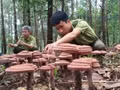 Modèle expérimental de culture de ganoderma sous couvert forestier au sein du Comité de gestion des forêts de protection de Xuan Loc. Photo : nhandan.vn