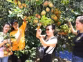 Les visiteurs peuvent y cueillir eux-mêmes des ramboutans bien mûrs dans les vergers des agriculteurs de la commune de Lam Son, province de Khanh Hoa. (Photo : NGUYEN TRUNG)