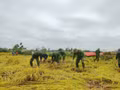 Les forces de police et les jeunes volontaires de la province de Ha Tinh se sont rapidement mobilisés pour aider les habitants à moissonner le riz et limiter les pertes agricoles.. Photo : tienphong.vn