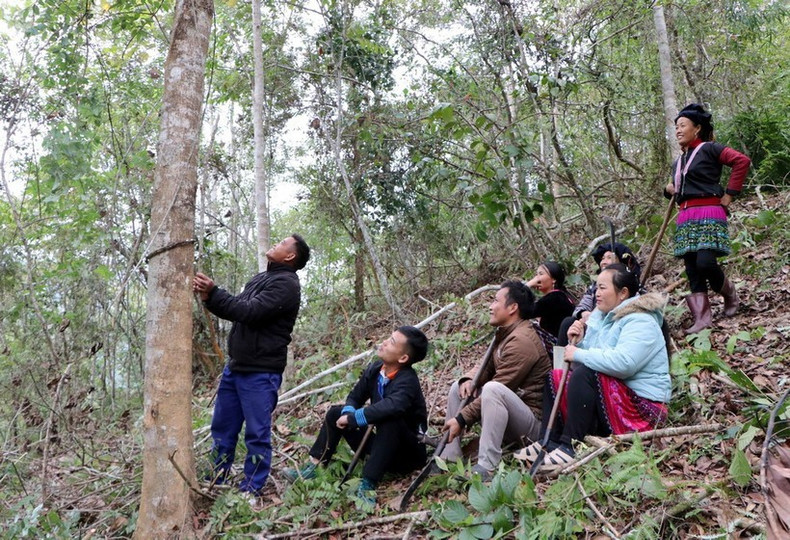 Des habitants de l’ethnie locale à Pha Mu, district de Than Uyen, province de Lai Chau, aux côtés des arbres de la forêt. Photo : VNA a.jpg