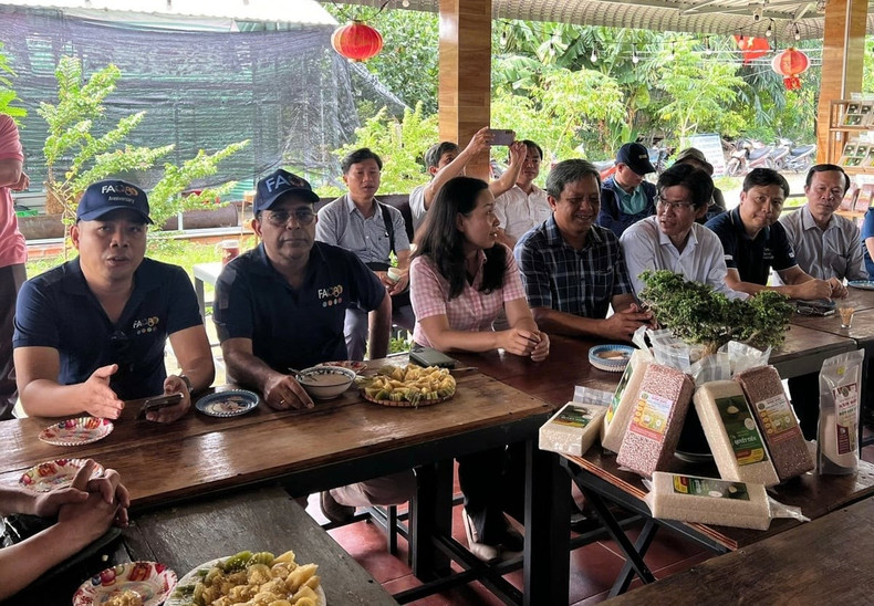 M. Vinod Ahuja, représentant résident de la FAO (deuxième à partir de la gauche), visite le modèle de production riz-poisson écologique de la coopérative Quyet Thang. c.jpg