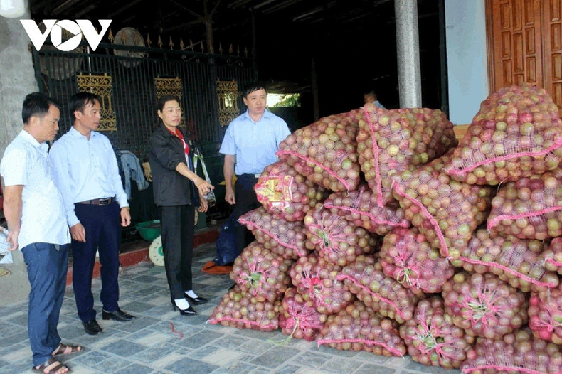 La chaîne de valeur mise en place pour la culture du fruit de la passion a permis aux agriculteurs de Lai Chau de sécuriser la commercialisation de leurs produits agricoles. l3.jpg