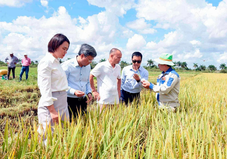 L’ambassadeur du Vietnam à Cuba, Le Quang Long, en visite avec des experts dans un champ de riz à Cuba. Photo : VNA lua.jpg