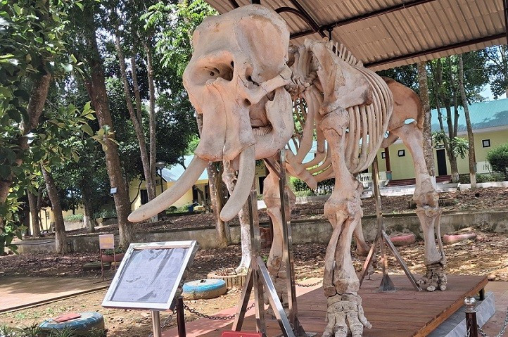 Le squelette d’un éléphant mâle adulte (45–50 ans), dont une défense mesure plus de 30 cm. 3.jpg