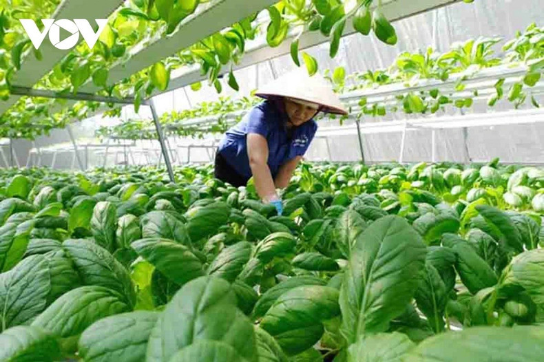 Les modèles de culture de légumes sous serres offrent une efficacité plusieurs fois supérieure à celle des cultures en plein air. l2.jpg