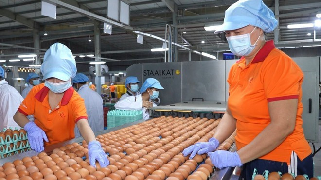 La zone d'emballage des œufs de la chaîne de production de la Sarl QL Vietnam Agroresources est progressivement automatisée, contribuant ainsi à l'amélioration de la qualité des produits. Photo : VNA. La zone d'emballage des œufs de la chaîne de production de la Sarl QL Vietnam Agroresources est progressivement automatisée, contribuant ainsi à l'amélioration de la qualité des produits. Photo : VNA.