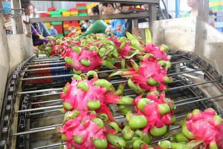 Des fruits du dragon destinés à l'exportation. Photo : VNA Des fruits du dragon destinés à l'exportation. Photo : VNA