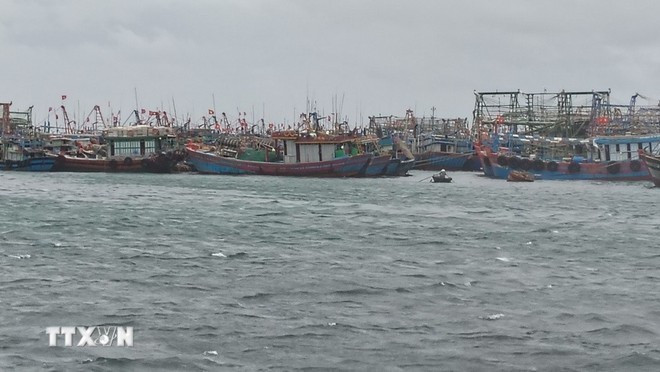 De nombreux navires ont été conduits dans l’abri portuaire en toute sécurité. Photo : VNA De nombreux navires ont été conduits dans l’abri portuaire en toute sécurité. Photo : VNA