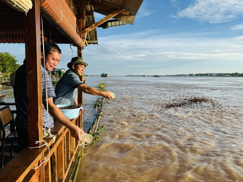 M. Van Ngoc Thinh directeur général du WWF-Vietnam (portant un chapeau), nourrit un banc de poissons tra à Hong Ngu. b.jpg