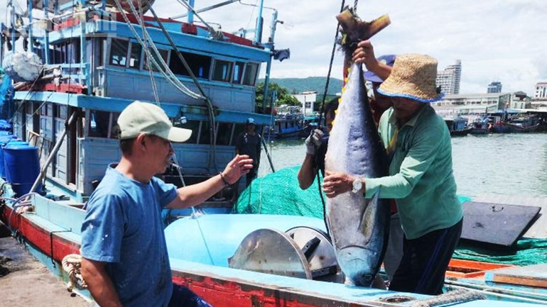 Gia Lai compte plus de 1 400 bateaux spécialisés dans la pêche au thon. 2.jpg