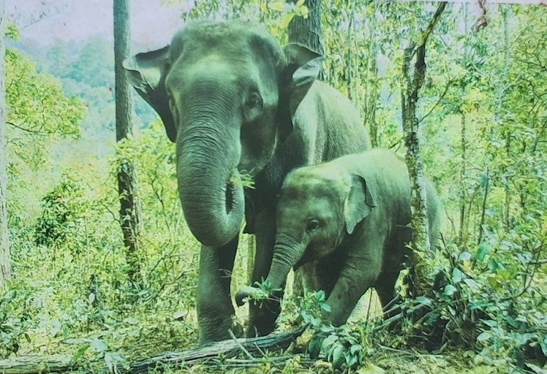 La sculpture de deux éléphants – une mère et son petit – conçue à partir de pièges à animaux s’inspire d’une scène réelle observée dans le parc national de Pu Mat. 4.jpg
