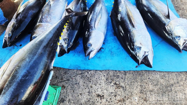 Le thon de Gia Lai conserve toujours sa fraîcheur et répond aux normes strictes du marché européen. 3.jpg