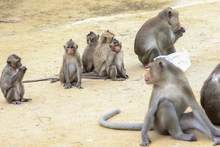 Dans l’île des singes à Cân Gio. Photo : VOV.