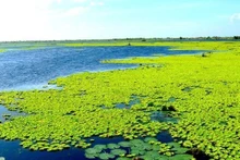 Habitat du parc national U Minh Thuong. Photo: WWF-Vietnam.