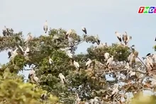 Les becs-ouverts indiens au Parc national de Lò Gò - Xa Mát