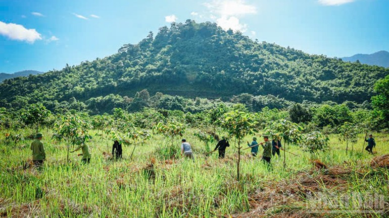 À Lam Dong, la rémunération des services environnementaux forestiers s’impose comme un levier économique durable.