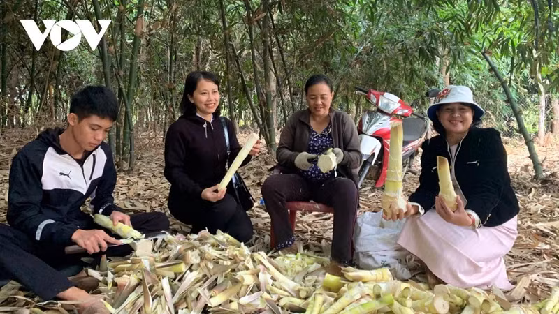 bamboo-dak-lak-2.jpg
