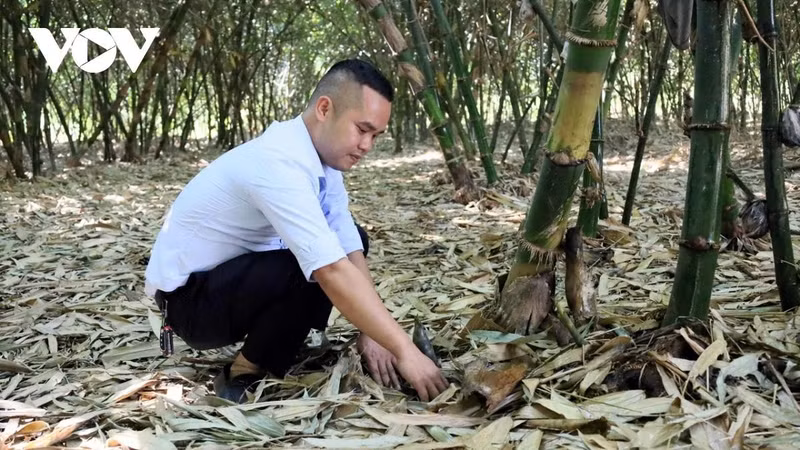 bamboo-dak-lak.jpg