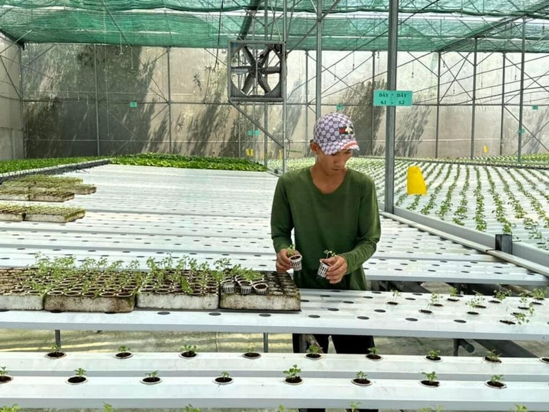 Plantation sous serres, munie de hautes technologies à Cu Chi.