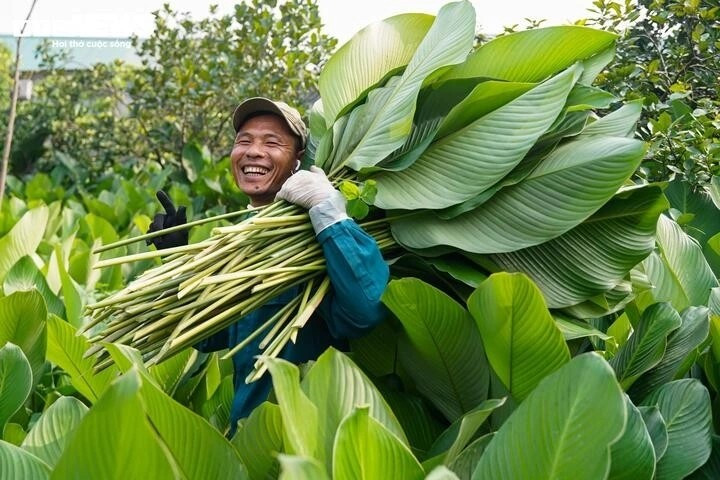 Les feuilles de dong de Trang Cat sont grandes, épaisses et de belles couleurs. Elles donnent aux gâteaux de riz une belle couleur verte et une meilleure saveur.