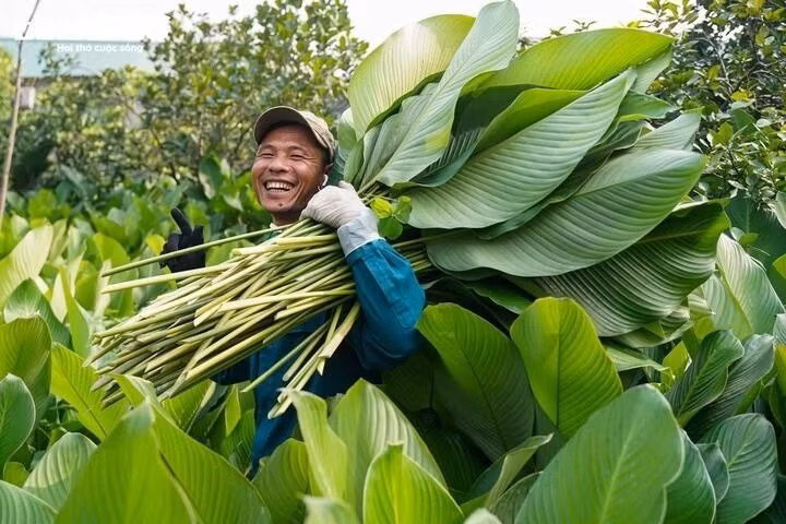 Les feuilles de dong de Trang Cat sont grandes, épaisses et de belles couleurs. Elles donnent aux gâteaux de riz une belle couleur verte et une meilleure saveur.