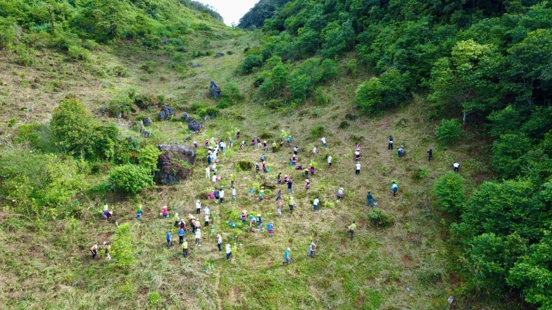 En 2024, la campagne a permis de planter 35 000 arbres et de restaurer 53 hectares de forêt dans les régions de Hang Kia-Pa Co (ancienne province de Hoa Binh) et de Van Ho (province de Son La). Photo : NDEL.