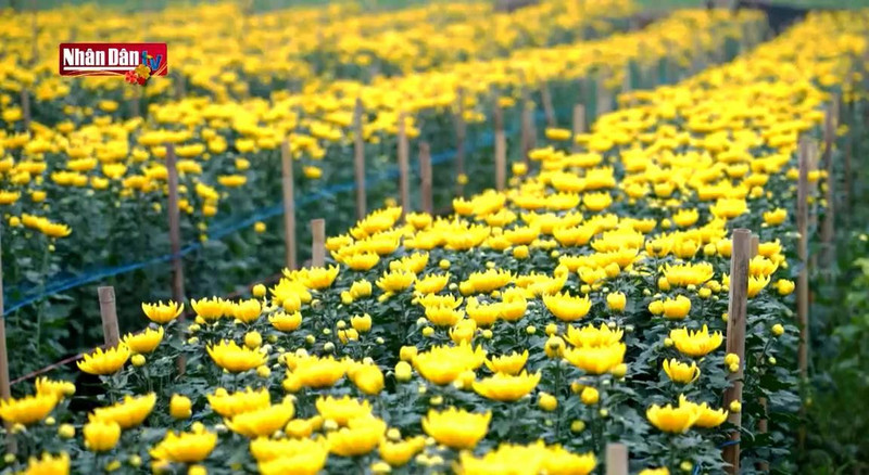 Les champs de fleurs de Tay Tuu s’animent aux couleurs du printemps.