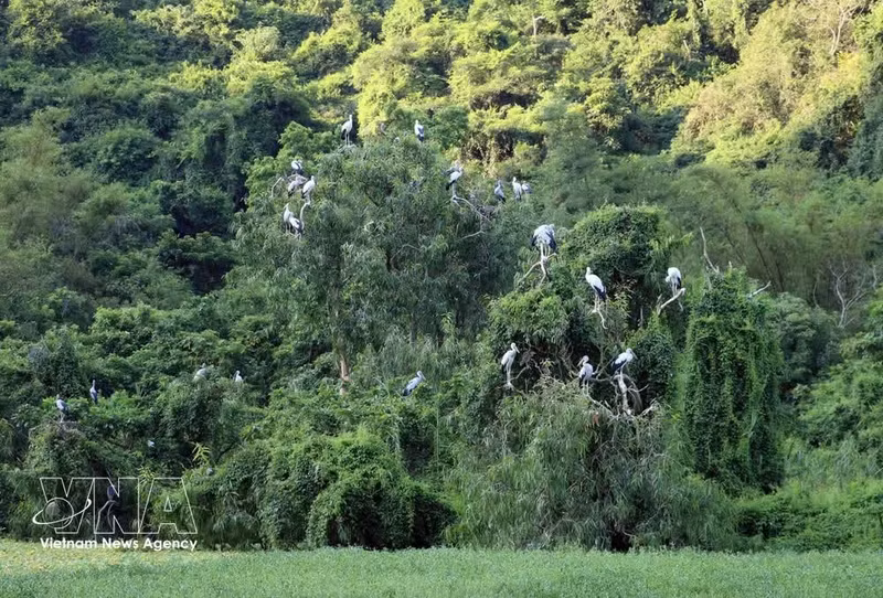 Des oiseaux dans le parc ornithologique de Thung Nham, dans la province de Ninh Binh. Photo : VNA.