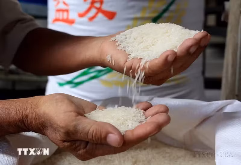 Le riz est le principal produit d'exportation du Vietnam vers le Timor-Leste. Photo : VNA.