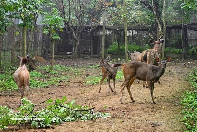 Les cerfs sont soignés dans le parc national de Cuc Phuong. Photo : VNA.