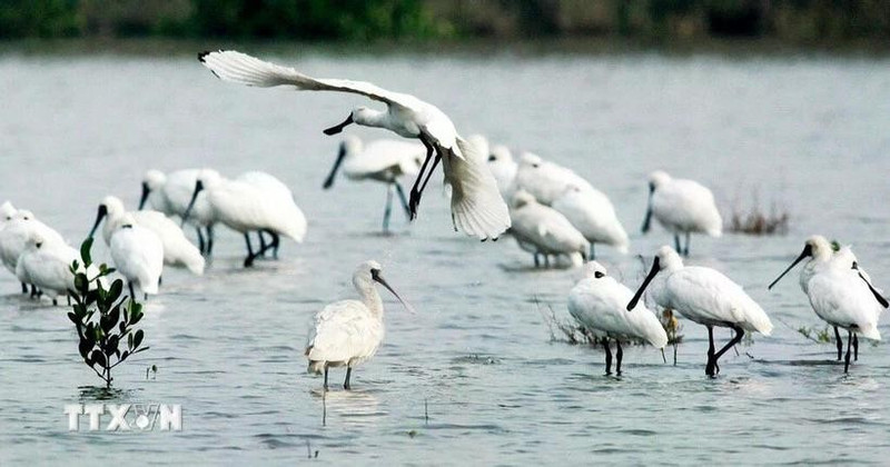 Spatules dans le parc national de Xuan Thuy. Photo : VNA.