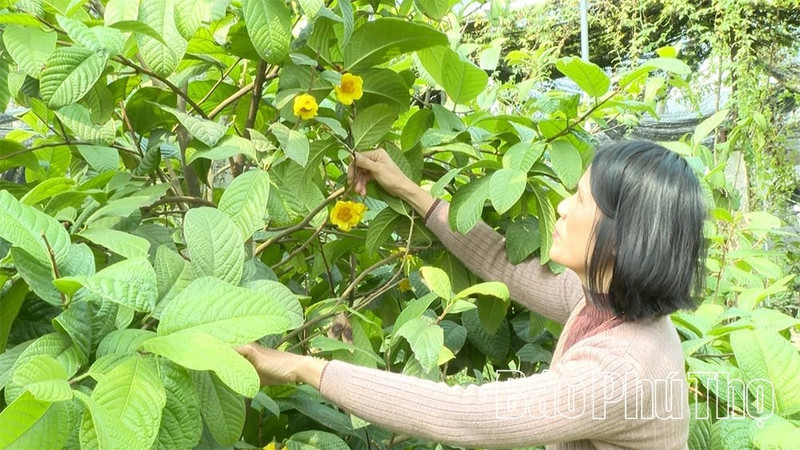 Le modèle de conservation et de valorisation de camélias dorés Hakodae Orgavina présente une double valeur. Photo : danviet.