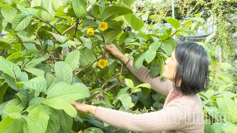 Le modèle de conservation et de valorisation de camélias dorés Hakodae Orgavina présente une double valeur. Photo : danviet.