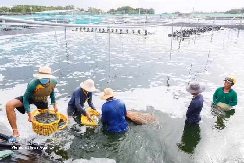 Récolte de crevettes à Ca Mau. Photo : VNA.