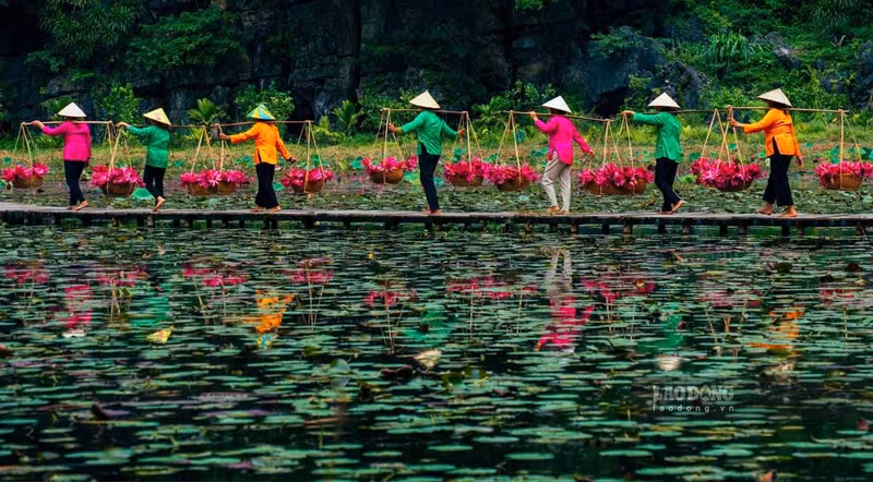 Ninh Binh séduit les visiteurs avec ses saisons florales patrimoniales. Photo : laodong.