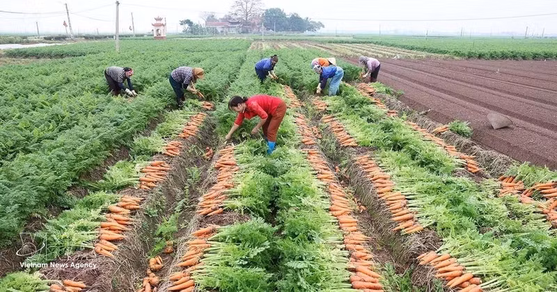 La Résolution n°57 stimule la production à grande échelle des cultures principales