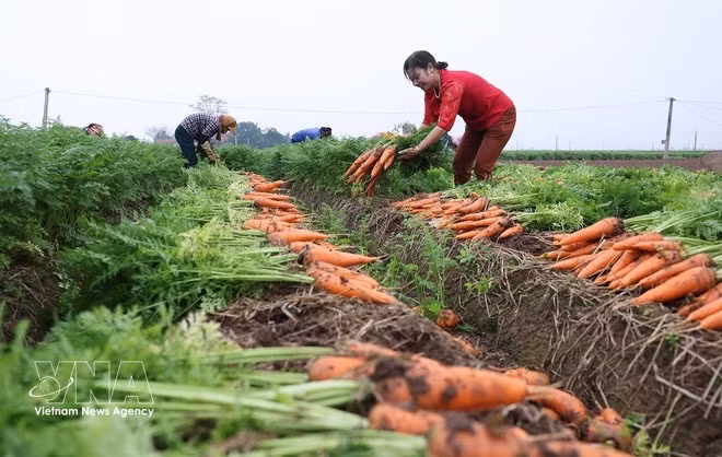 La commune de Tue Tinh compte environ 495 hectares cultivés pour la campagne 2025-2026 avec un rendement moyen estimé à 50,4 tonnes par hectare. Photo : VNA.
