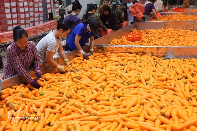 Les carottes sont bien traités avant d'être exportés. Photo : VNA.
