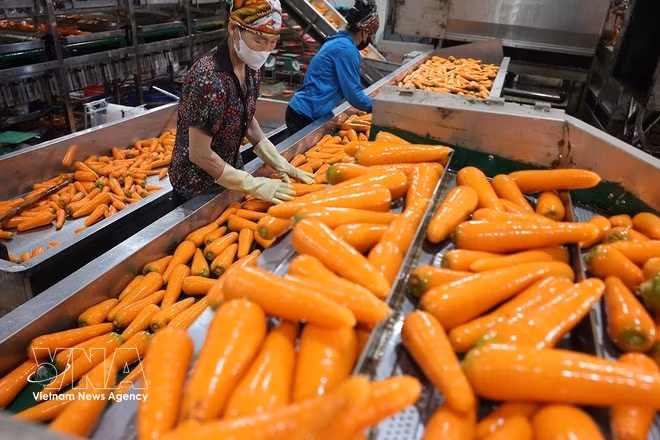 Processus de tri et de conditionnement des carottes. Photo : VNA.