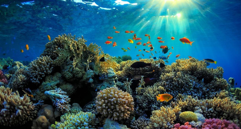 Le Vietnam réaffirme son engagement pour la protection des océans et des écosystèmes marins. Photo : baomoitruong.