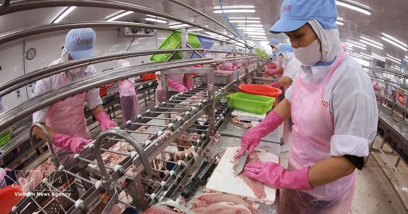 Transformation de filets de pangasius destinés à l'exportation. Photo : VNA.