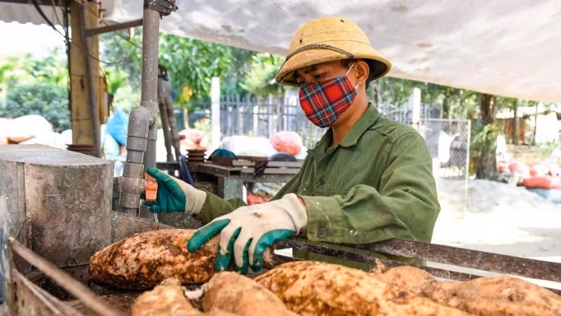 manioc-ndel.jpg