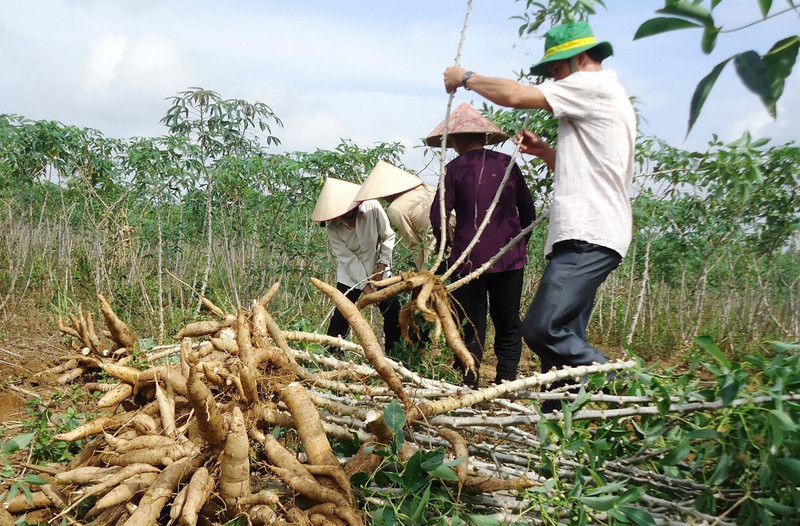 Le Vietnam se classe au 9e rang mondial en termes de superficie consacrée à la culture de manioc et au 7e en termes de production. Photo : tiasang.